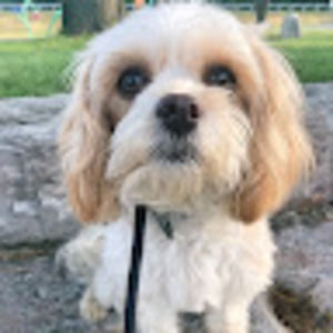 Meet your Posher, Frida